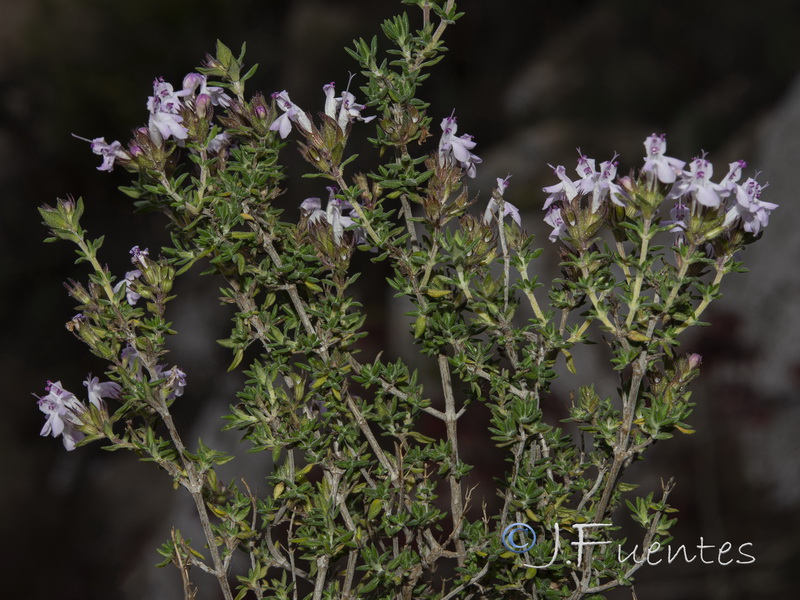 Thymus hyemalis hyemalis.02