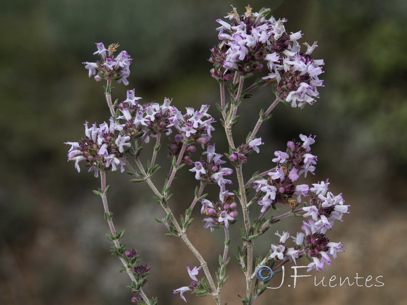 Thymus hyemalis hyemalis.04