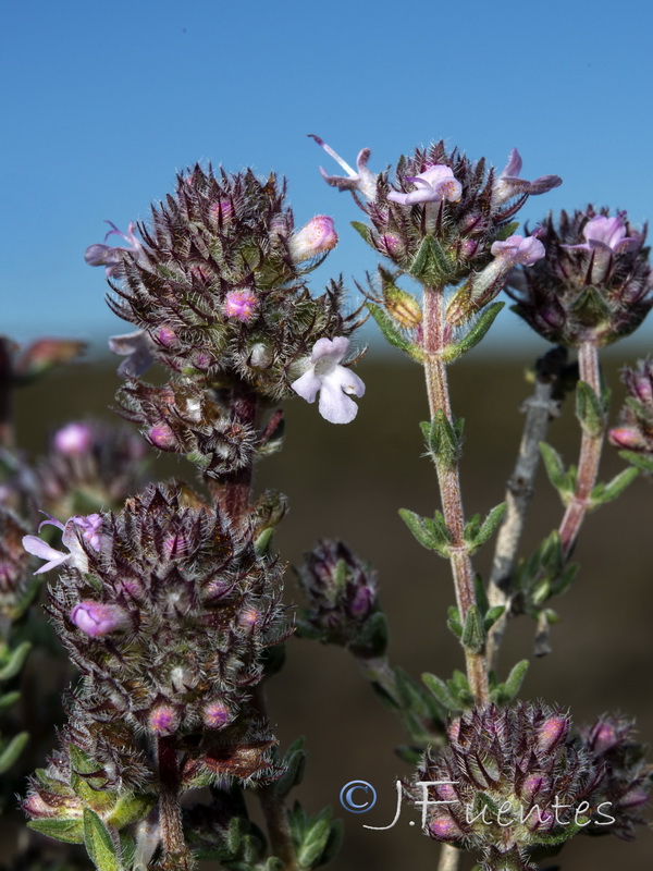 Thymus hyemalis hyemalis.05