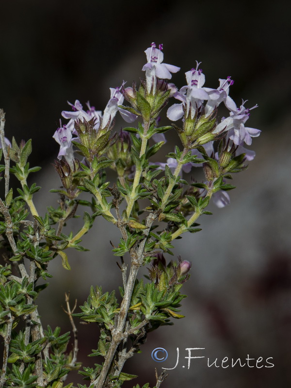 Thymus hyemalis hyemalis.06