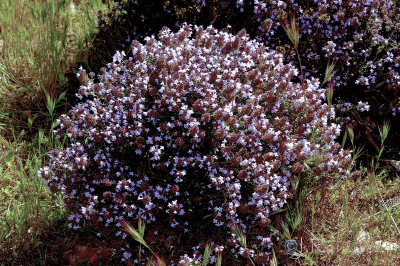 Thymus hyemalis hyemalis.08