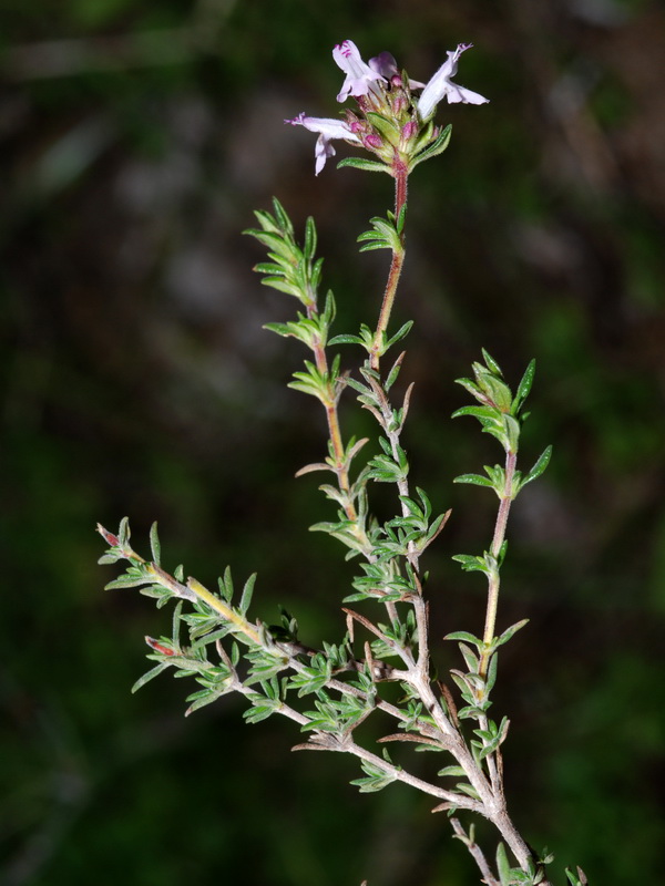 Thymus hyemalis millefloris.02