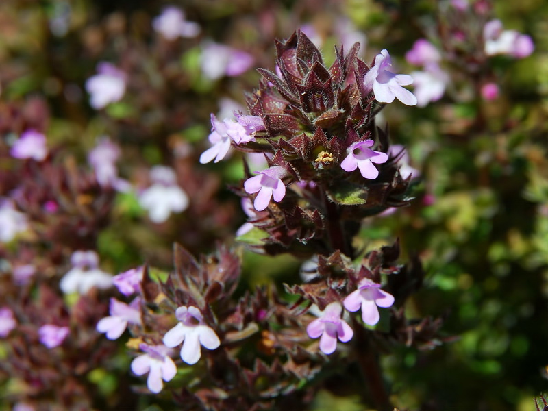 Thymus hyemalis millefloris.03