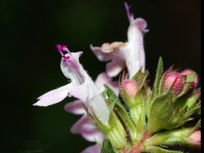 Thymus hyemalis millefloris.04