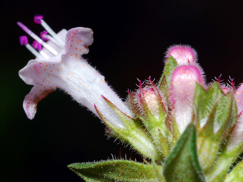 Thymus hyemalis millefloris.05