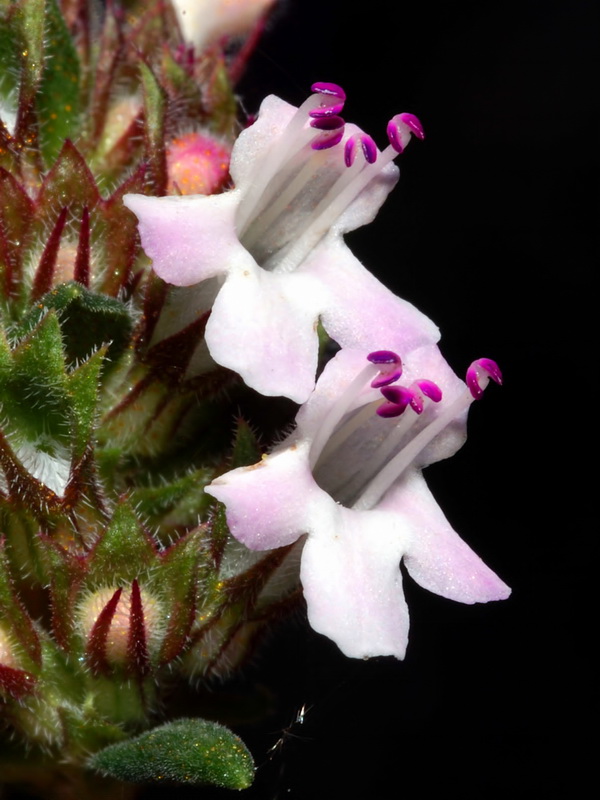 Thymus hyemalis millefloris.06