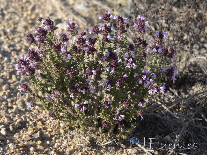 Thymus hyemalis millefloris.07