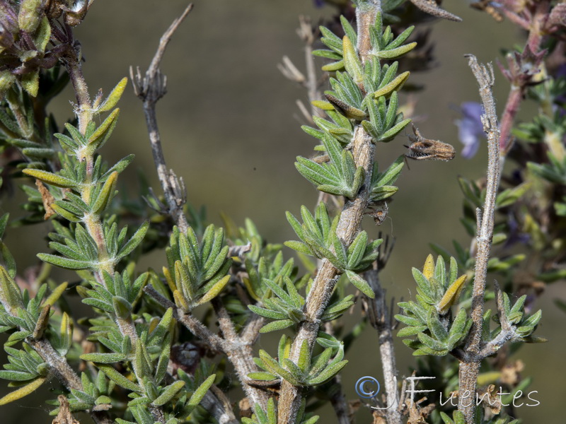 Thymus hyemalis millefloris.09