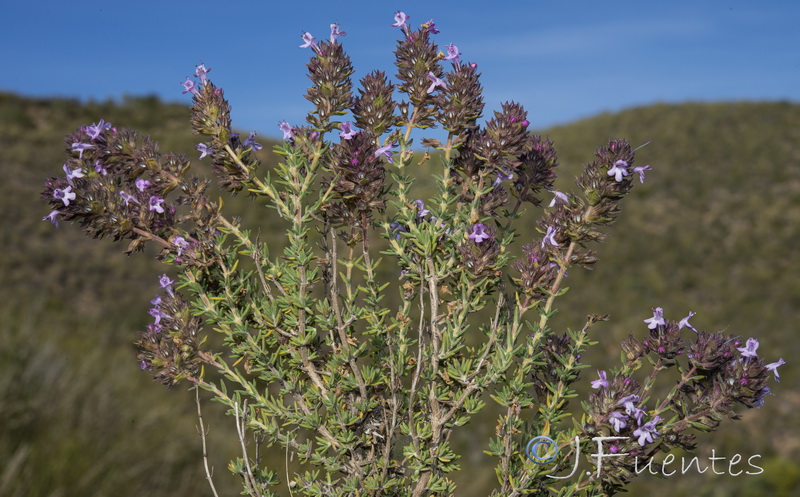 Thymus hyemalis millefloris.10