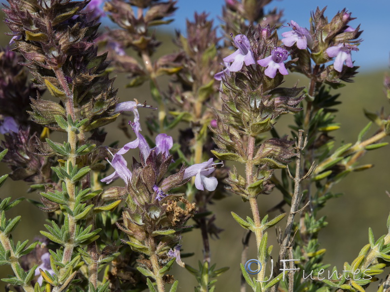 Thymus hyemalis millefloris.13