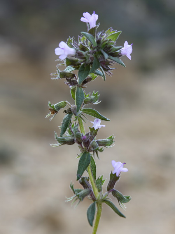 Thymus hyemalis millefloris.14