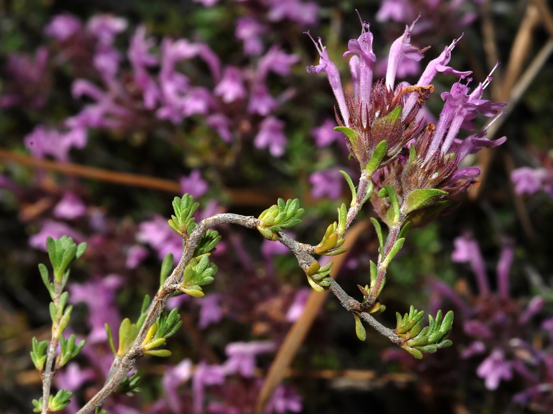 Thymus longiflorus.04