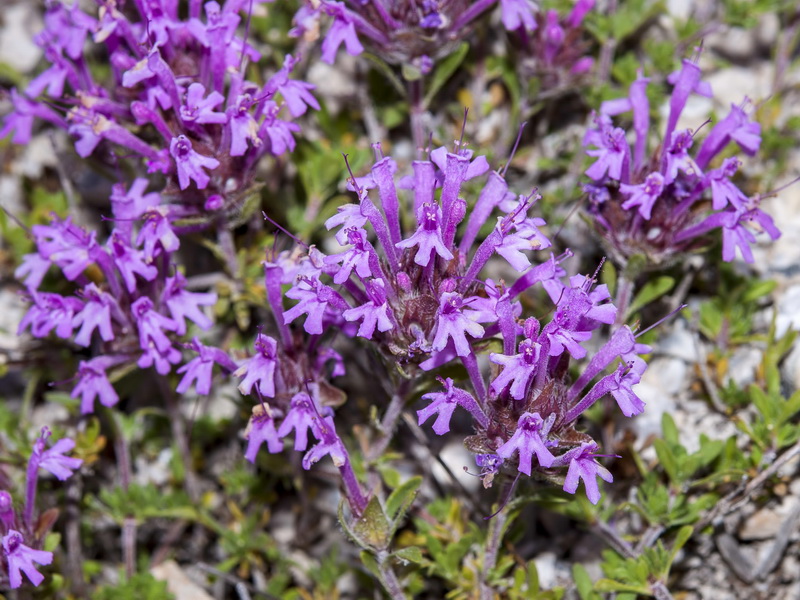 Thymus longiflorus.07