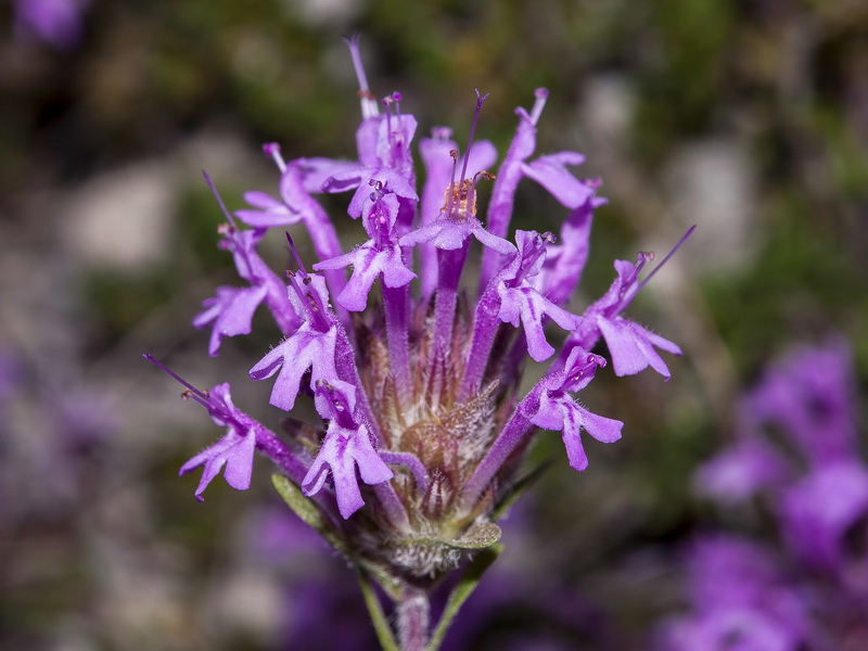 Thymus longiflorus.10