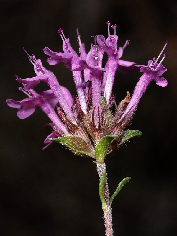 Thymus longiflorus.13