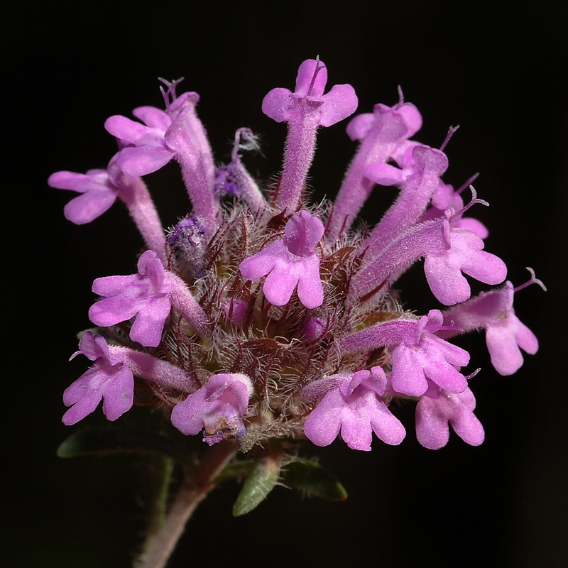 Thymus longiflorus.15