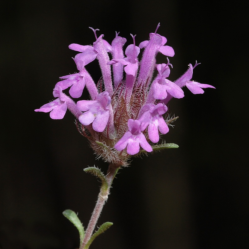 Thymus longiflorus.16