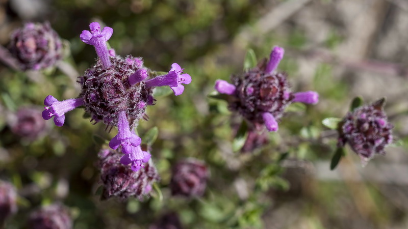 Thymus longiflorus.17