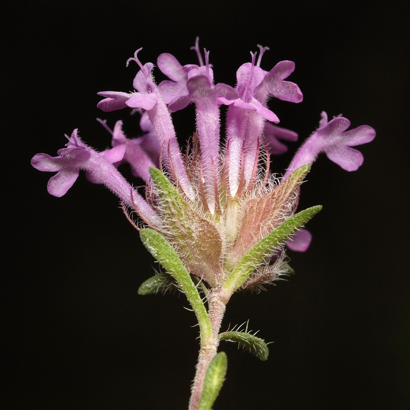 Thymus longiflorus.18