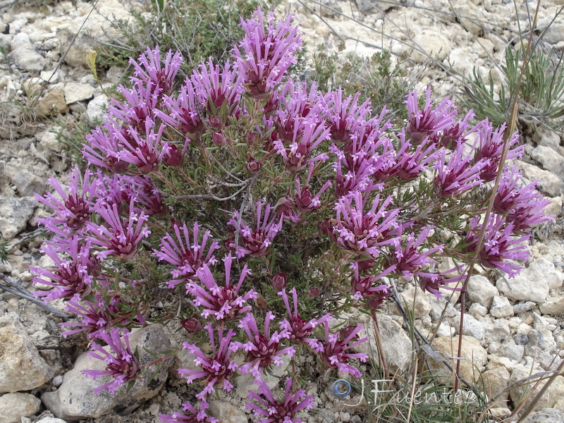 Thymus longiflorus.19