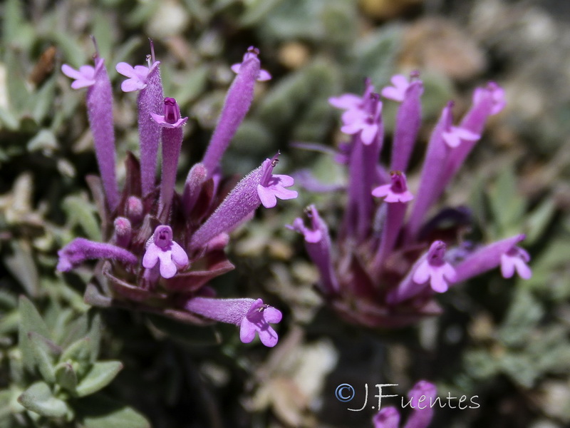 Thymus longiflorus.22