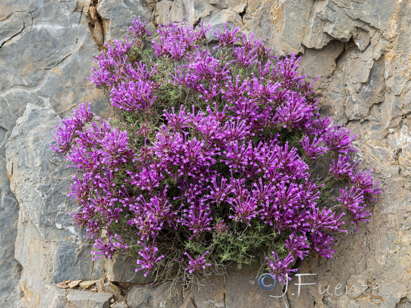 Thymus longiflorus.23