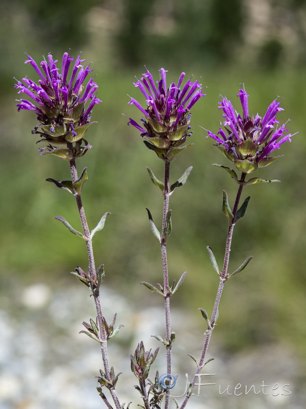 Thymus longiflorus.24