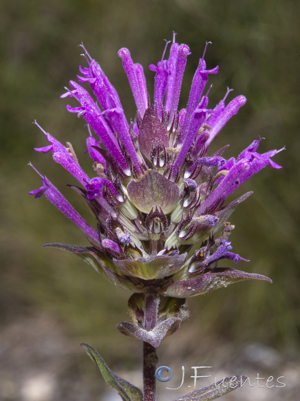 Thymus longiflorus.12