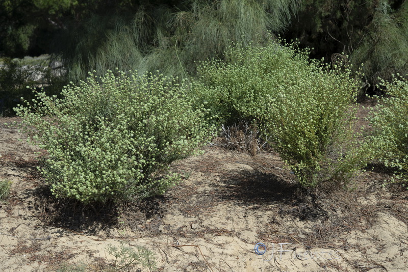 Thymus mastichina donyanae.01