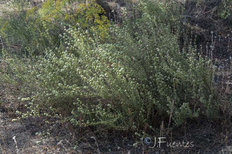 Thymus mastichina donyanae.02