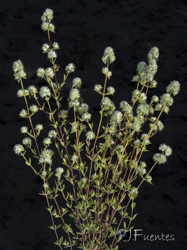 Thymus mastichina donyanae.03