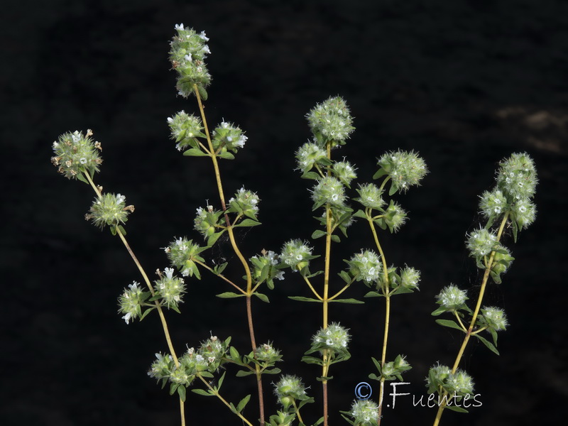 Thymus mastichina donyanae.04
