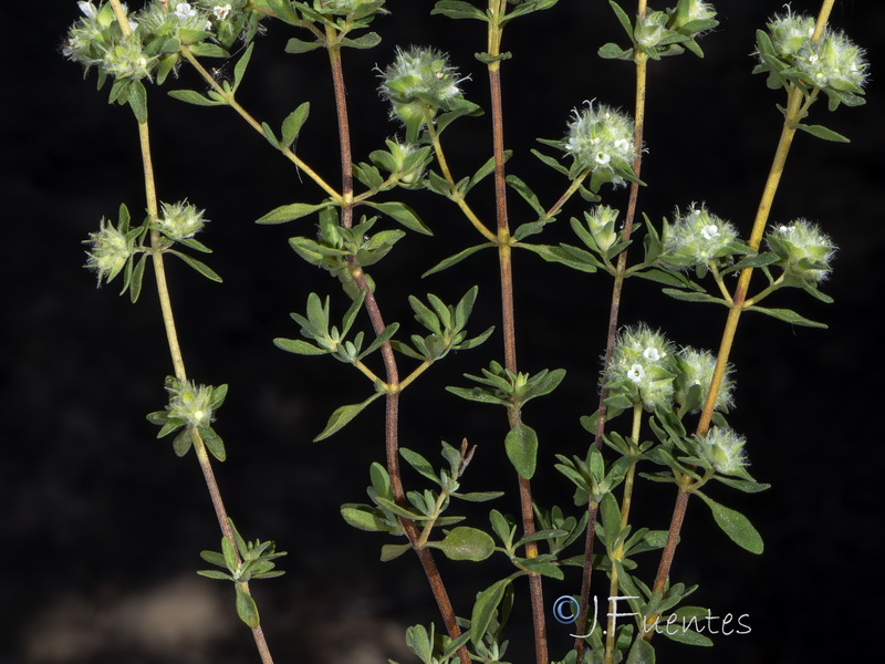 Thymus mastichina donyanae.06