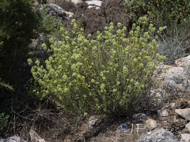 Thymus mastichina mastichina.02