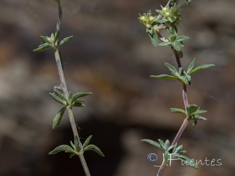 Thymus mastichina mastichina.03