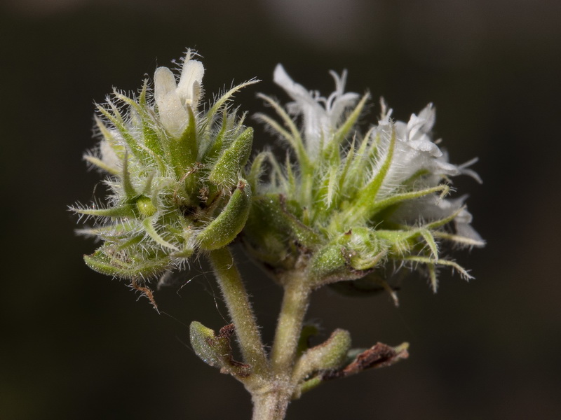 Thymus mastichina mastichina.12