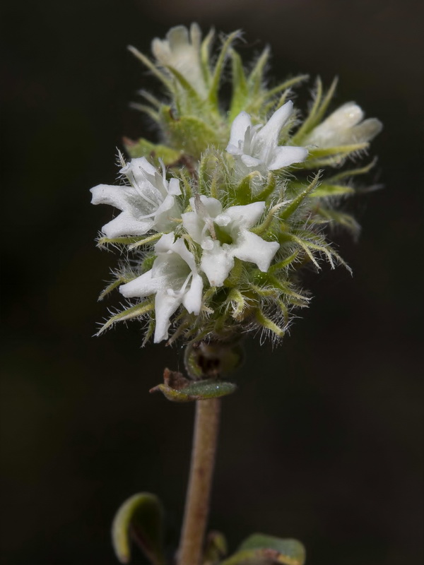 Thymus mastichina mastichina.13