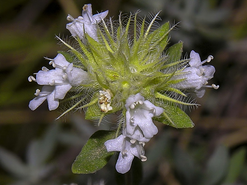 Thymus mastichina mastichina.14