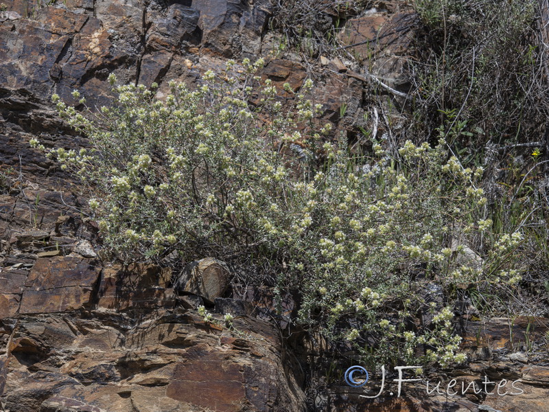 Thymus mastichina mastichina.01