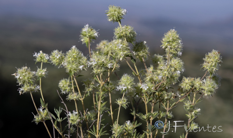 Thymus mastichina mastichina.18