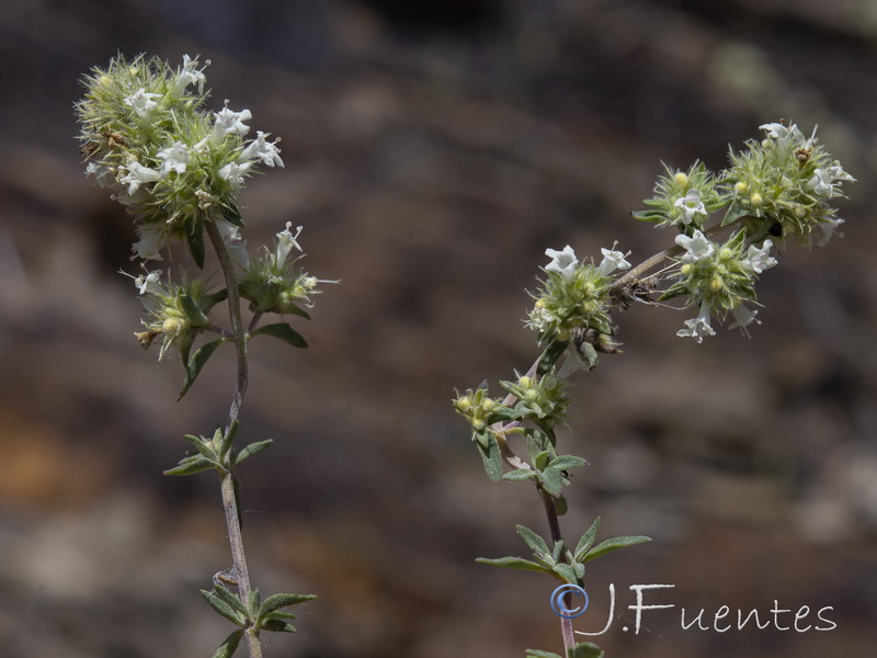 Thymus mastichina mastichina.05