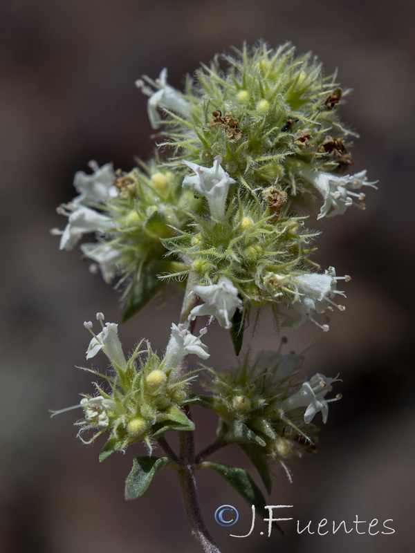 Thymus mastichina mastichina.07