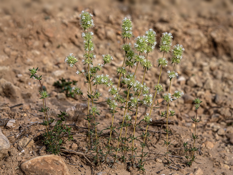 Thymus mastichina mastichina.01
