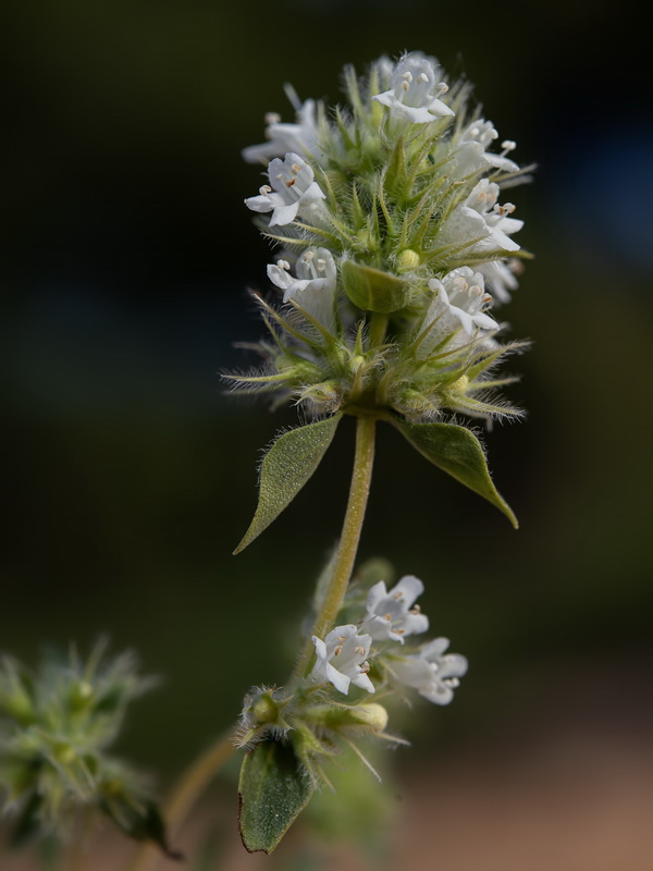 Thymus mastichina mastichina.13