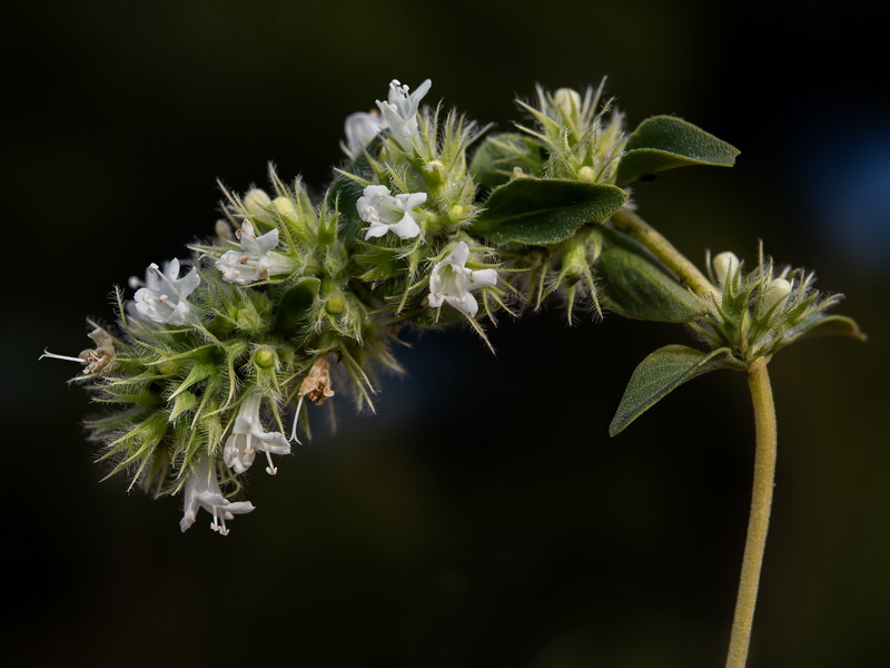 Thymus mastichina mastichina.14