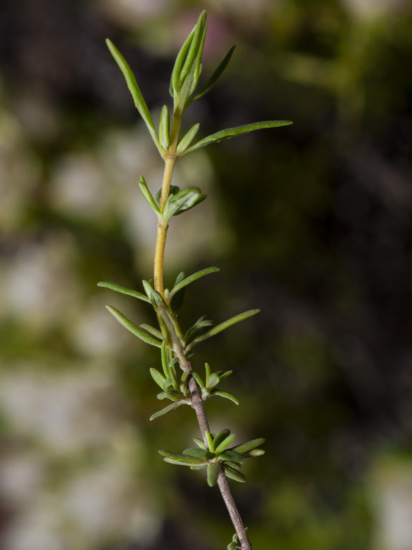 Thymus membranaceus.03