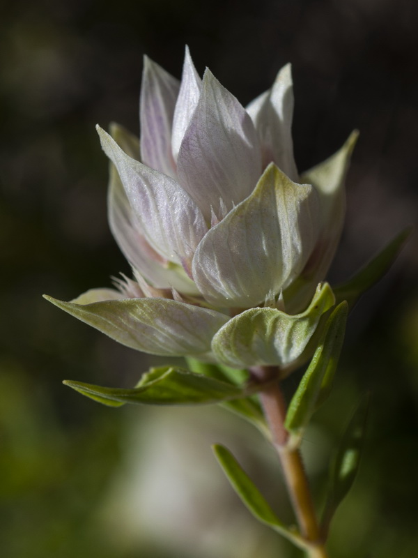 Thymus membranaceus.06