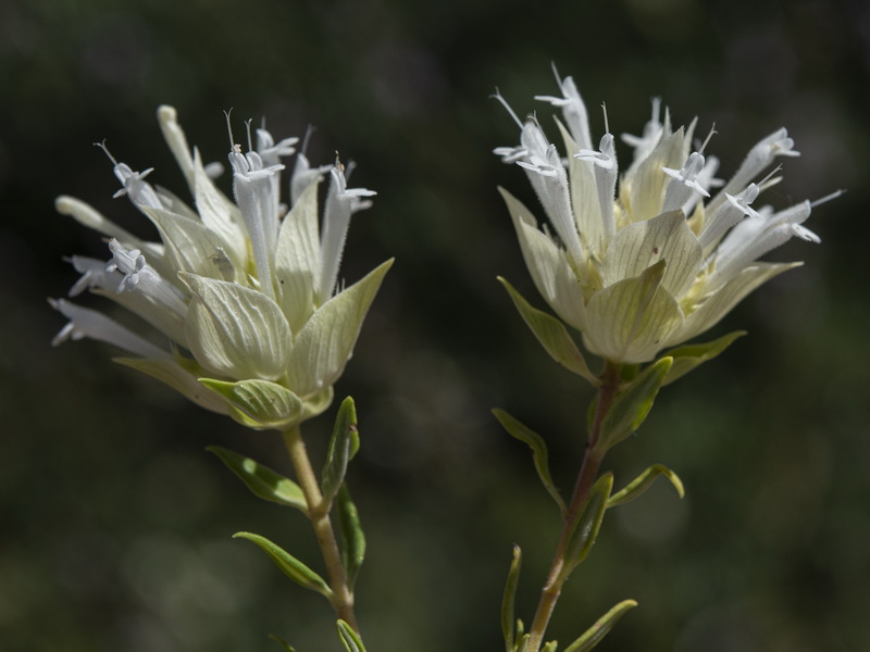 Thymus membranaceus.08