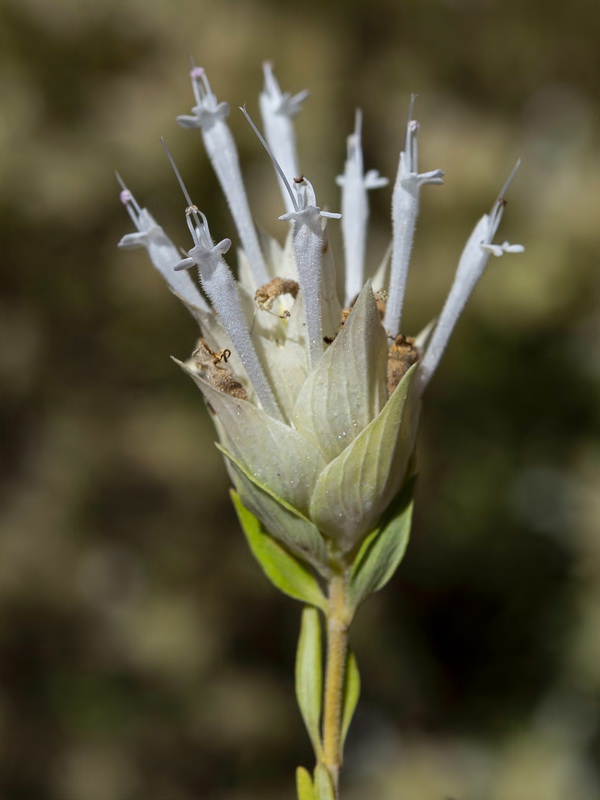 Thymus membranaceus.09