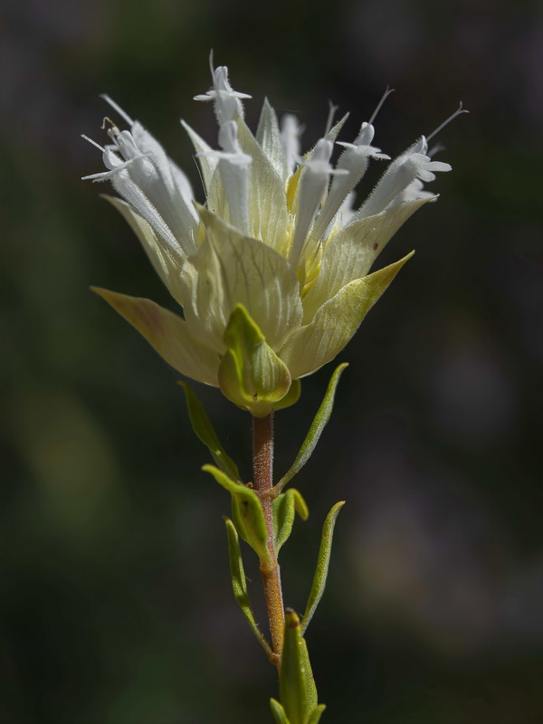 Thymus membranaceus.10